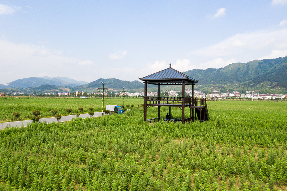 10：艾艾贴用艾润养一方土地，助力蕲春经济发展1